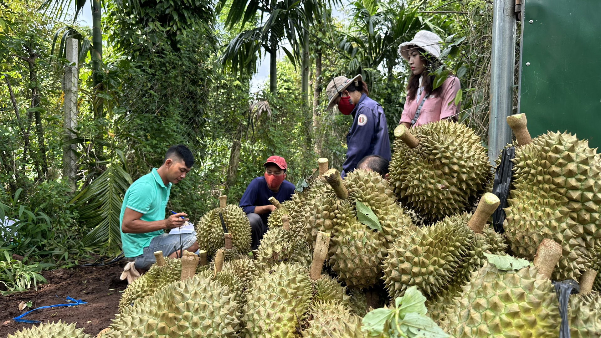 Mua, b&aacute;n sầu ri&ecirc;ng: C&aacute;c DN đ&aacute;nh nhau v&agrave; tự thua tr&ecirc;n s&acirc;n nh&agrave; - Ảnh 4.