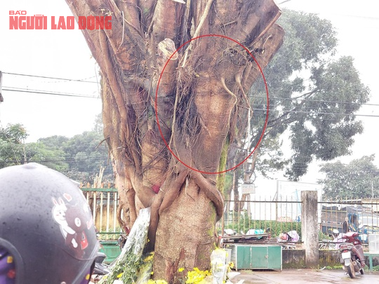 Đưa cây có hình mặt người từ chợ về trồng tại nhà thờ