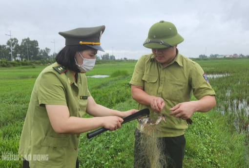 Bẫy "tàn sát" chim trời đã sạch bóng trên các cánh đồng ở Thanh Hóa