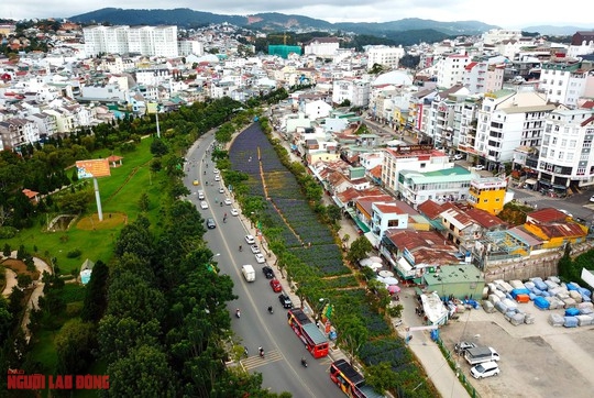 C&aacute;nh đồng hoa nữ ho&agrave;ng xanh đẹp lung linh, phục vụ miễn ph&iacute; giữa l&ograve;ng Đ&agrave; Lạt - Ảnh 2.