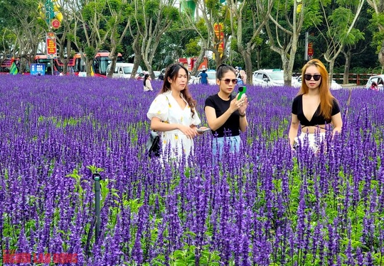C&aacute;nh đồng hoa nữ ho&agrave;ng xanh đẹp lung linh, phục vụ miễn ph&iacute; giữa l&ograve;ng Đ&agrave; Lạt - Ảnh 13.