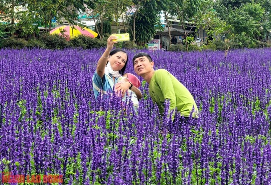 C&aacute;nh đồng hoa nữ ho&agrave;ng xanh đẹp lung linh, phục vụ miễn ph&iacute; giữa l&ograve;ng Đ&agrave; Lạt - Ảnh 14.