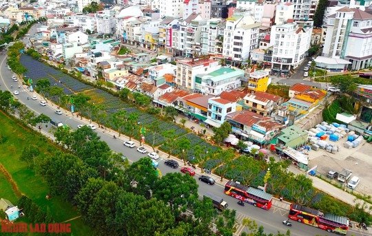 C&aacute;nh đồng hoa nữ ho&agrave;ng xanh đẹp lung linh, phục vụ miễn ph&iacute; giữa l&ograve;ng Đ&agrave; Lạt - Ảnh 3.