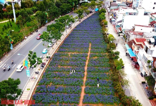 C&aacute;nh đồng hoa nữ ho&agrave;ng xanh đẹp lung linh, phục vụ miễn ph&iacute; giữa l&ograve;ng Đ&agrave; Lạt - Ảnh 4.