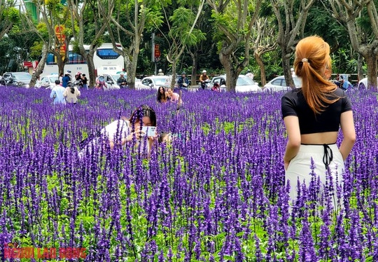 C&aacute;nh đồng hoa nữ ho&agrave;ng xanh đẹp lung linh, phục vụ miễn ph&iacute; giữa l&ograve;ng Đ&agrave; Lạt - Ảnh 8.