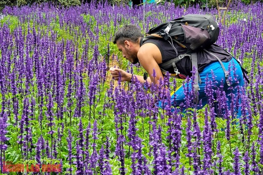 C&aacute;nh đồng hoa nữ ho&agrave;ng xanh đẹp lung linh, phục vụ miễn ph&iacute; giữa l&ograve;ng Đ&agrave; Lạt - Ảnh 10.