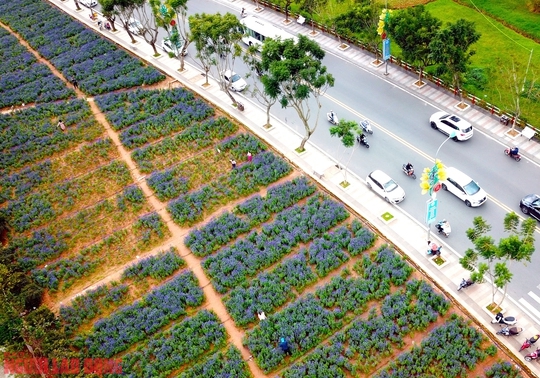 C&aacute;nh đồng hoa nữ ho&agrave;ng xanh đẹp lung linh, phục vụ miễn ph&iacute; giữa l&ograve;ng Đ&agrave; Lạt - Ảnh 15.