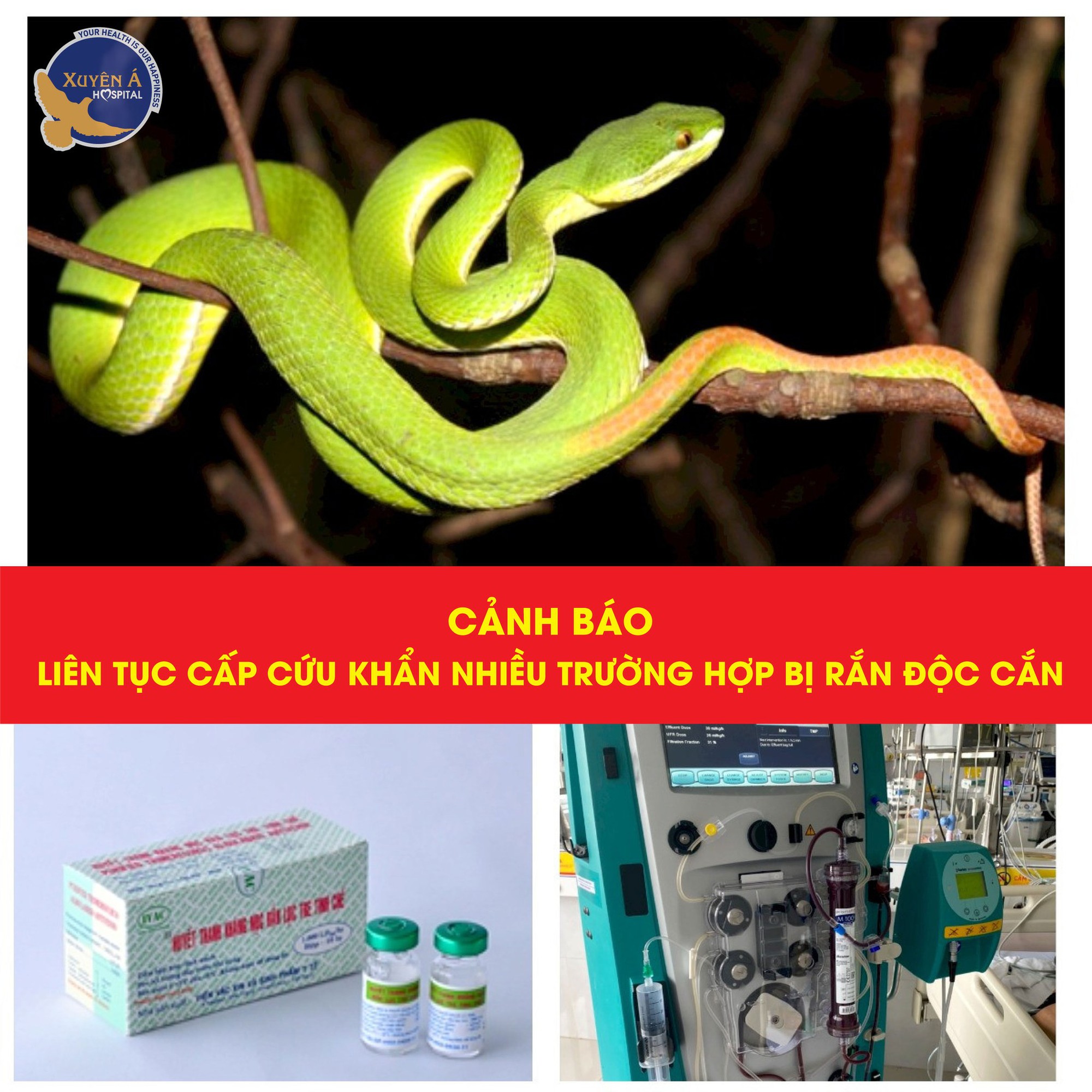 Hai phụ nữ suýt mất mạng vì rắn độc trong vườn nhà