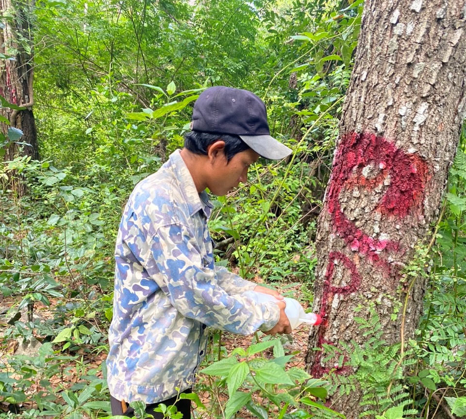 Cây tại rừng phòng hộ đầu nguồn bị khoan, đầu độc bằng thuốc trừ cỏ