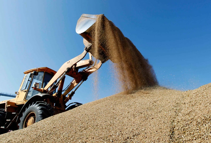 Nhập khẩu lúa mì từ Mỹ tăng đột biến