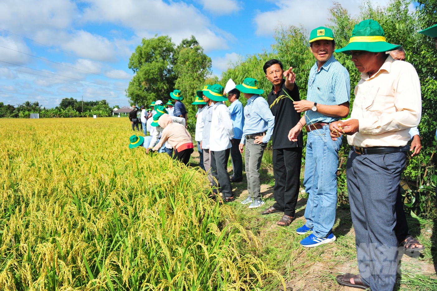 Đ&atilde; mắt với đồng l&uacute;a rực s&aacute;ng nhờ canh t&aacute;c th&ocirc;ng minh - Ảnh 1.