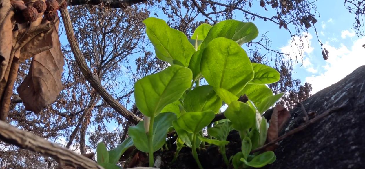 C&acirc;y đa bồ đề ch&aacute;y đen trong b&atilde;o lửa Hawaii hồi sinh - Ảnh 2.
