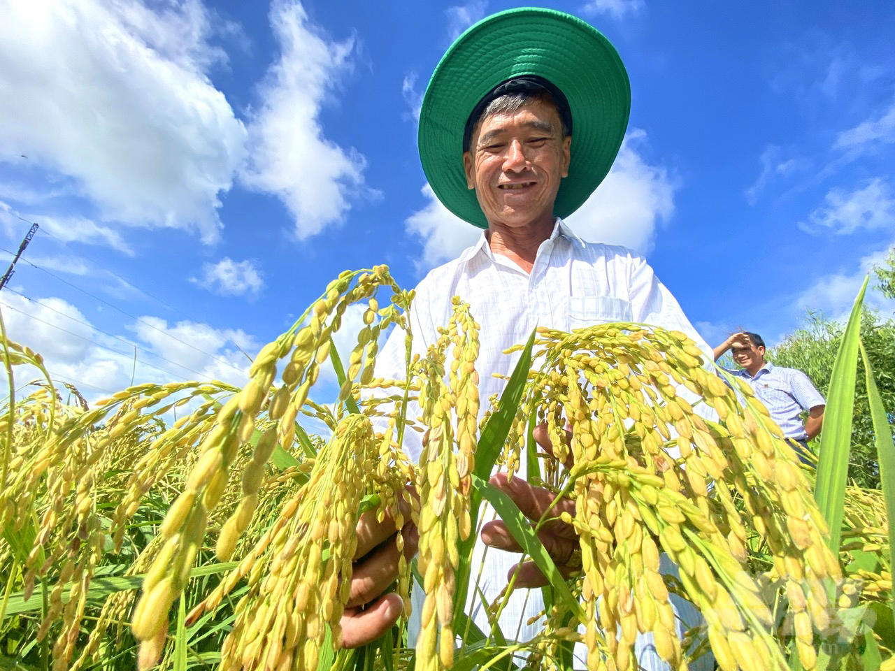 Đ&atilde; mắt với đồng l&uacute;a rực s&aacute;ng nhờ canh t&aacute;c th&ocirc;ng minh - Ảnh 4.