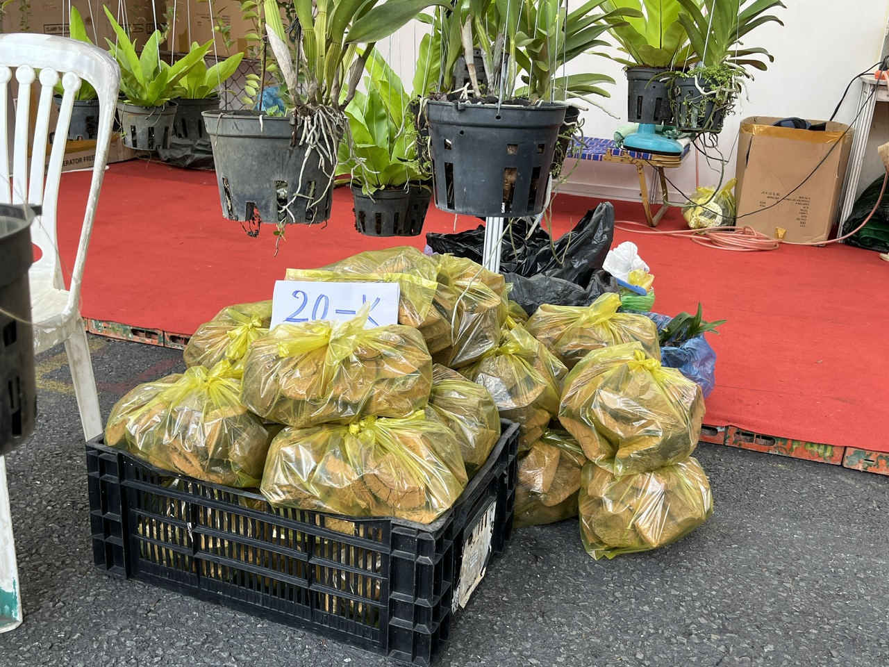 TP HCM: Kh&aacute;m chữa bệnh miễn ph&iacute; cho th&uacute; cưng, trưng b&agrave;y chim săn mồi tại Tuần lễ sinh vật cảnh 2023 - Ảnh 9.