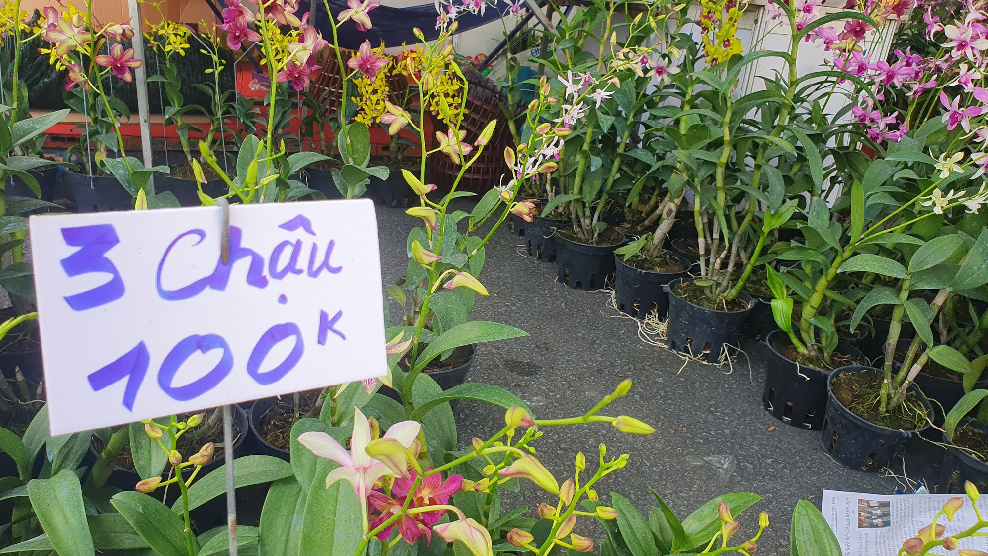 TP HCM: Kh&aacute;m chữa bệnh miễn ph&iacute; cho th&uacute; cưng, trưng b&agrave;y chim săn mồi tại Tuần lễ sinh vật cảnh 2023 - Ảnh 7.