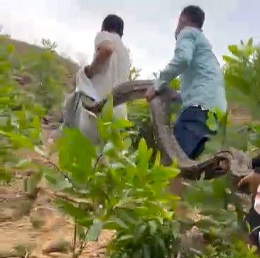 CLIP: Vây bắt trăn đất "khủng" chuyên ăn dê của người dân