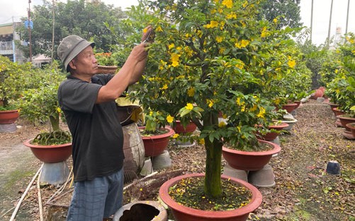 Thị trường hoa kiểng Tết: Mối lái lèo tèo!