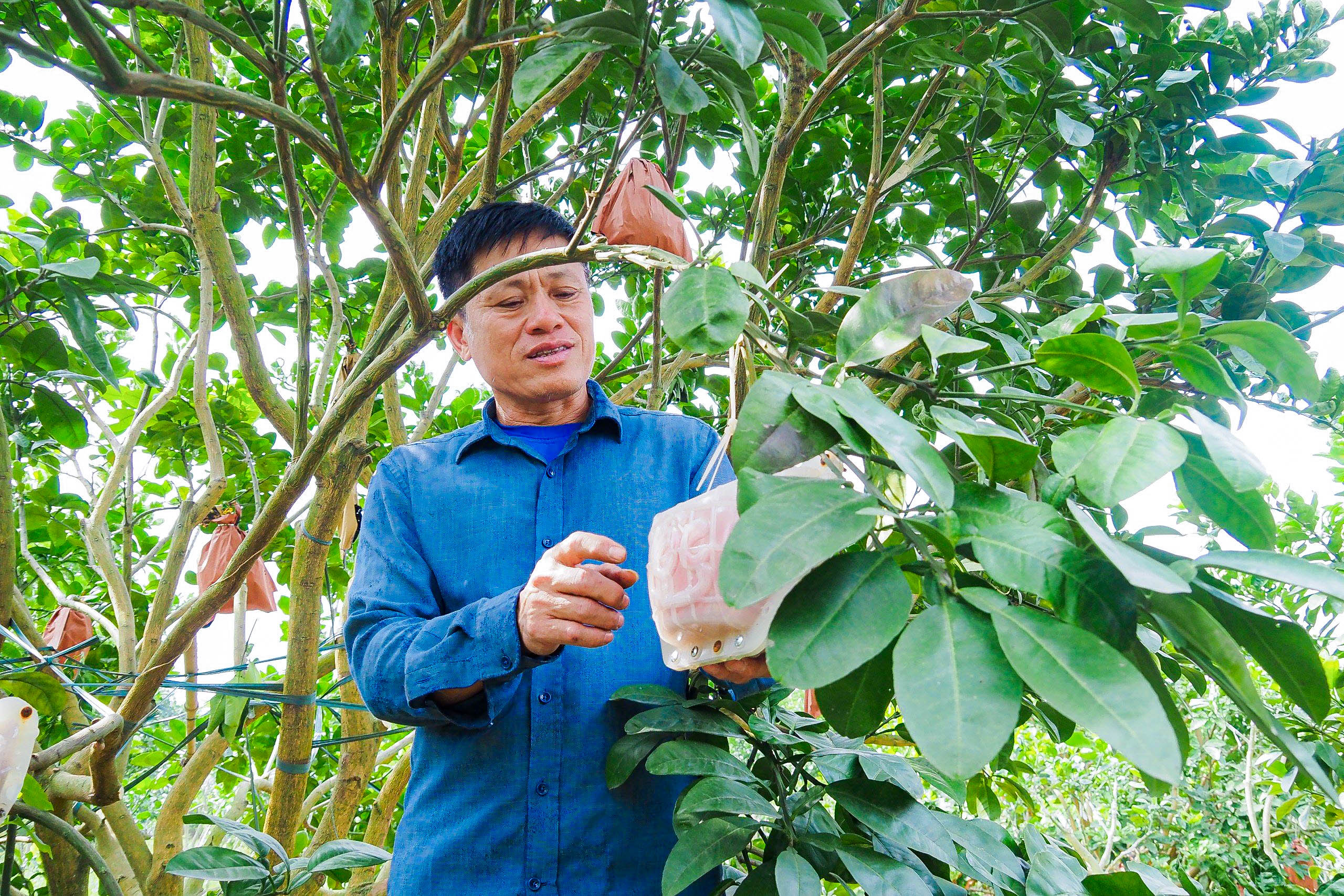 Độc đáo bưởi đỏ “Tài - Lộc” đón Tết Giáp Thìn 2024- Ảnh 5.