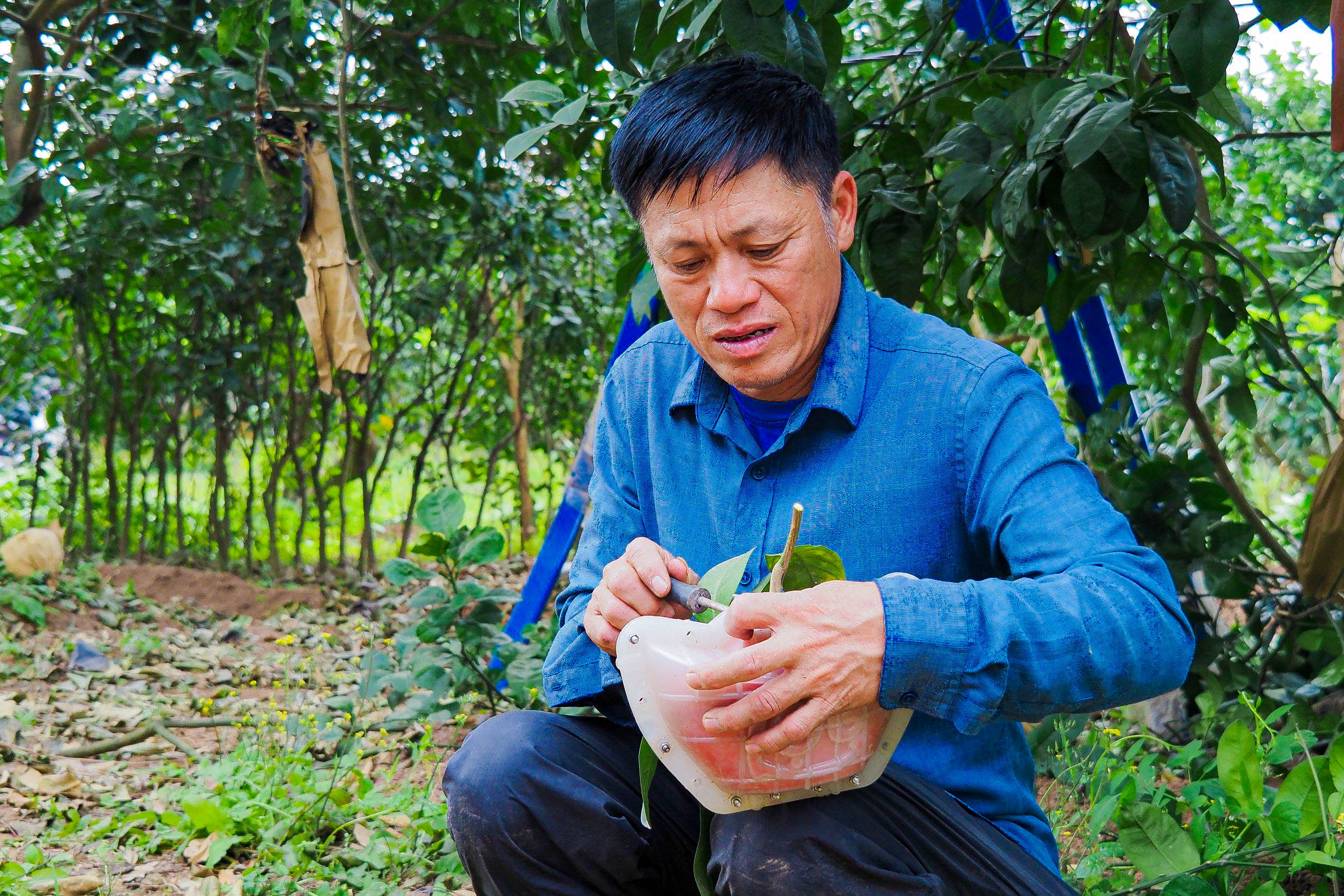 Độc đáo bưởi đỏ “Tài - Lộc” đón Tết Giáp Thìn 2024- Ảnh 6.