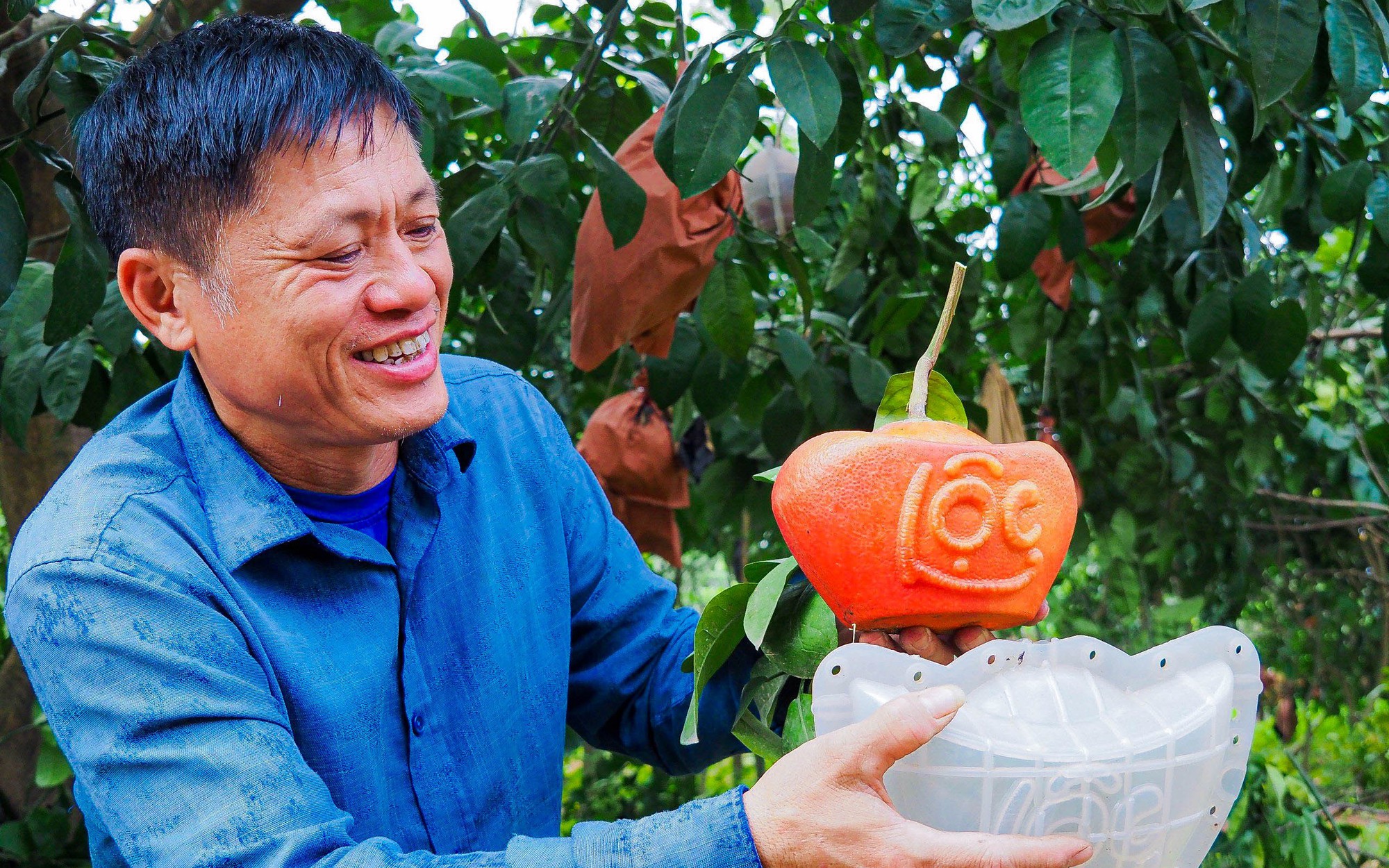 Độc đáo bưởi đỏ “Tài - Lộc” đón Tết Giáp Thìn 2024