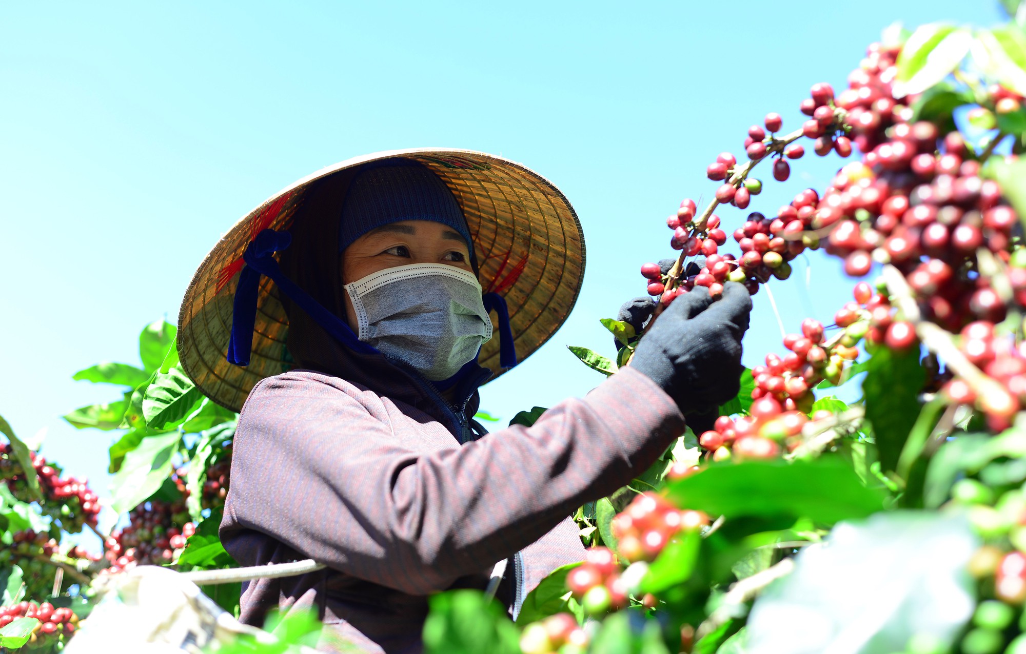 Diện t&iacute;ch sầu ri&ecirc;ng tăng mạnh: Nguy cơ kh&oacute; lường- Ảnh 1.