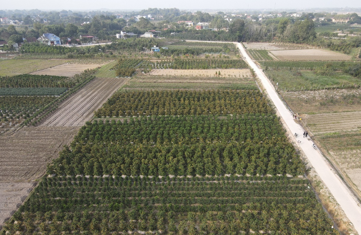 Nông dân vựa quất cảnh lớn nhất xứ Thanh bội thu- Ảnh 2.