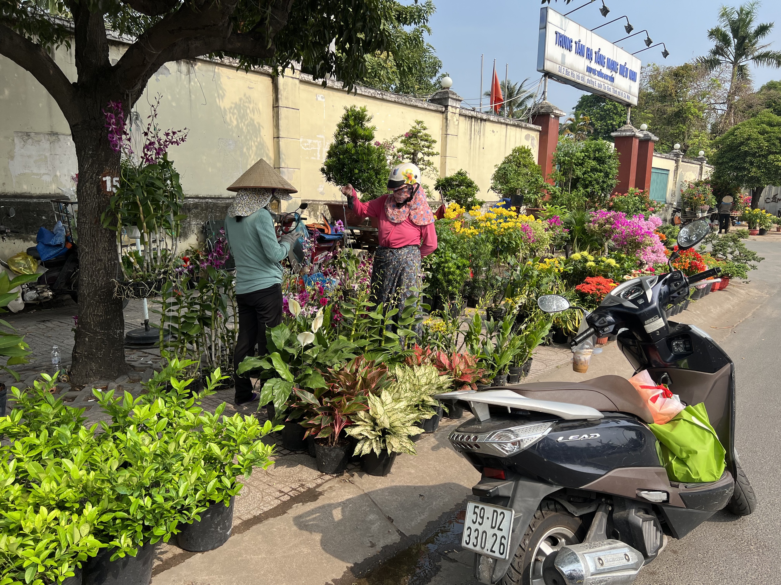 Hoa kiểng Tết tràn ra đường, giá dễ chịu - Ảnh 1.