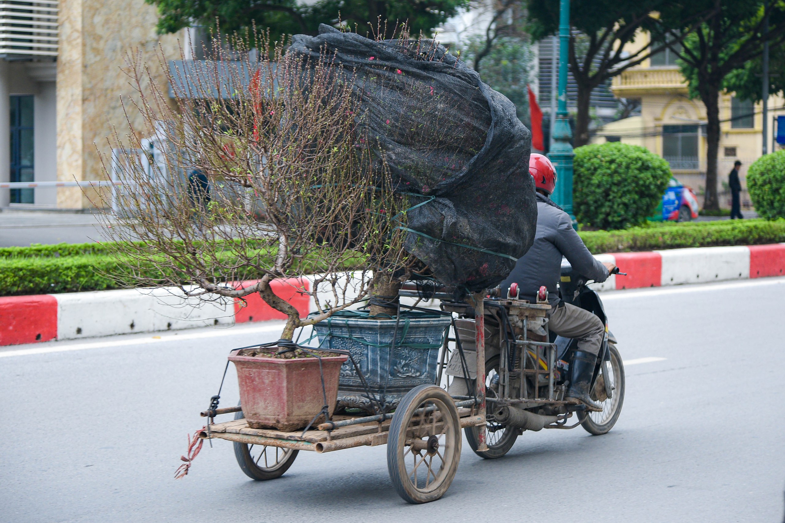 Cận cảnh cặp quất hình rồng đón Tết Giáp Thìn giá hơn 200 triệu đồng- Ảnh 14.