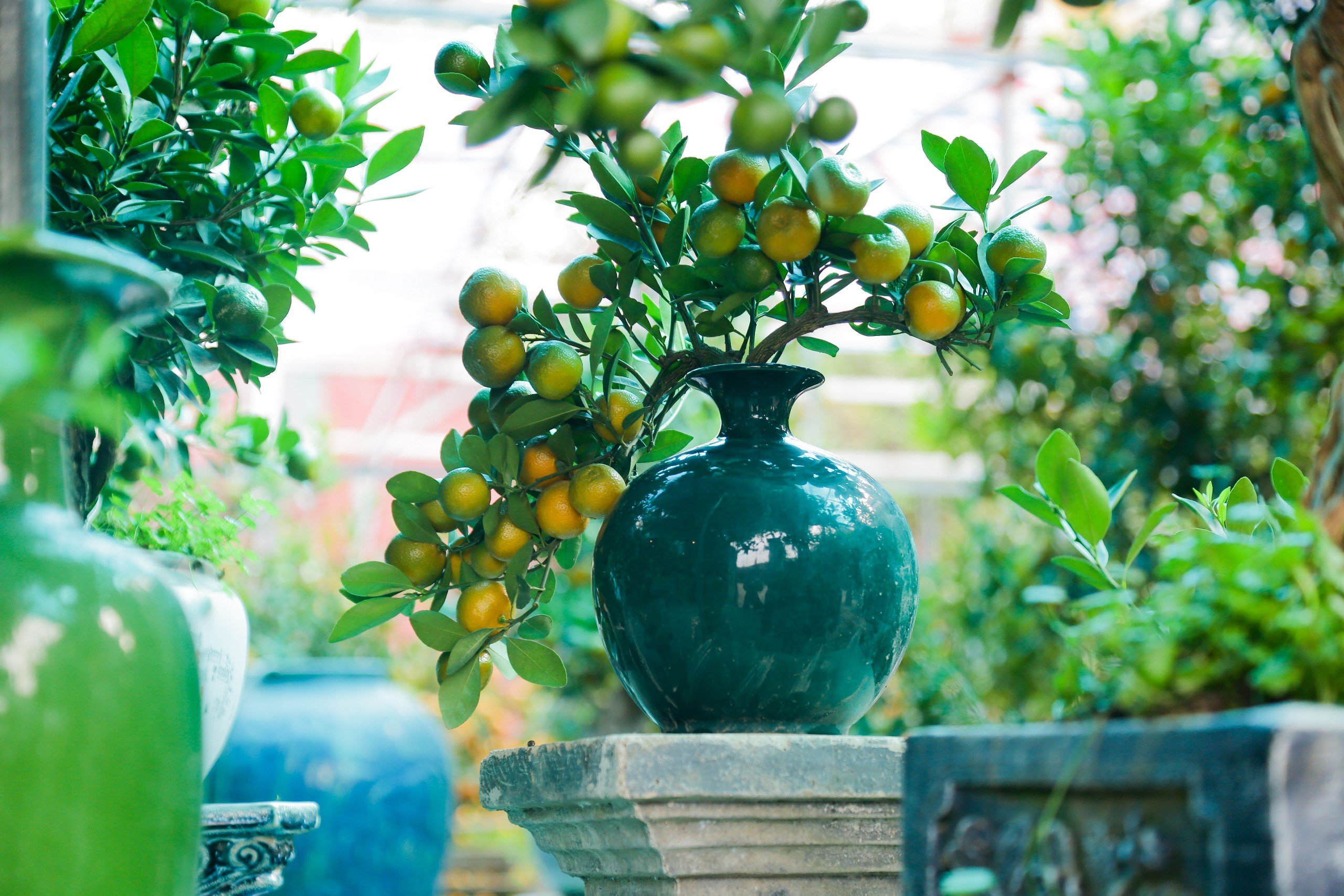 Độc đ&aacute;o quất bonsai cả chục triệu mua chơi Tết Gi&aacute;p Th&igrave;n 2024- Ảnh 3.