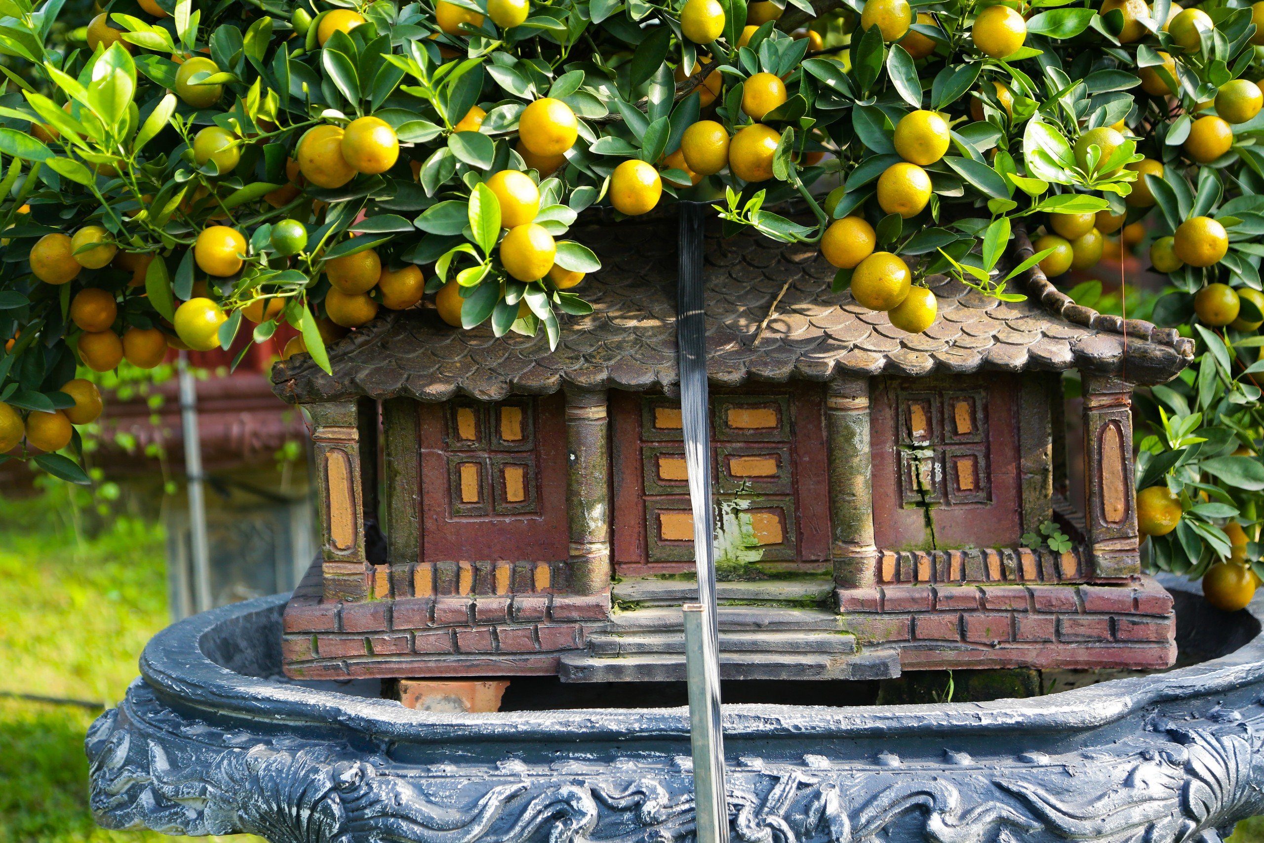 Độc đ&aacute;o quất bonsai cả chục triệu mua chơi Tết Gi&aacute;p Th&igrave;n 2024- Ảnh 6.