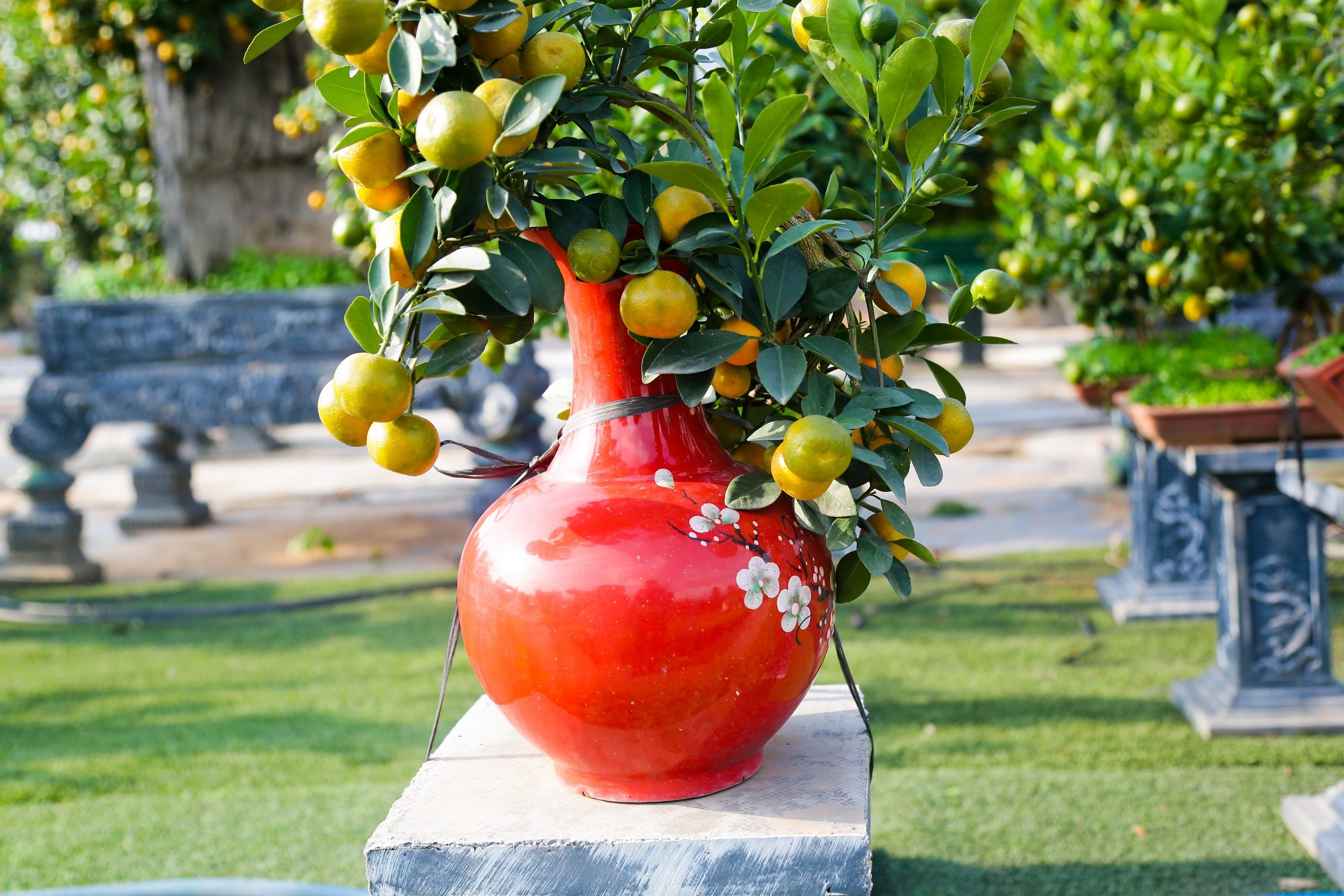 Độc đ&aacute;o quất bonsai cả chục triệu mua chơi Tết Gi&aacute;p Th&igrave;n 2024- Ảnh 2.