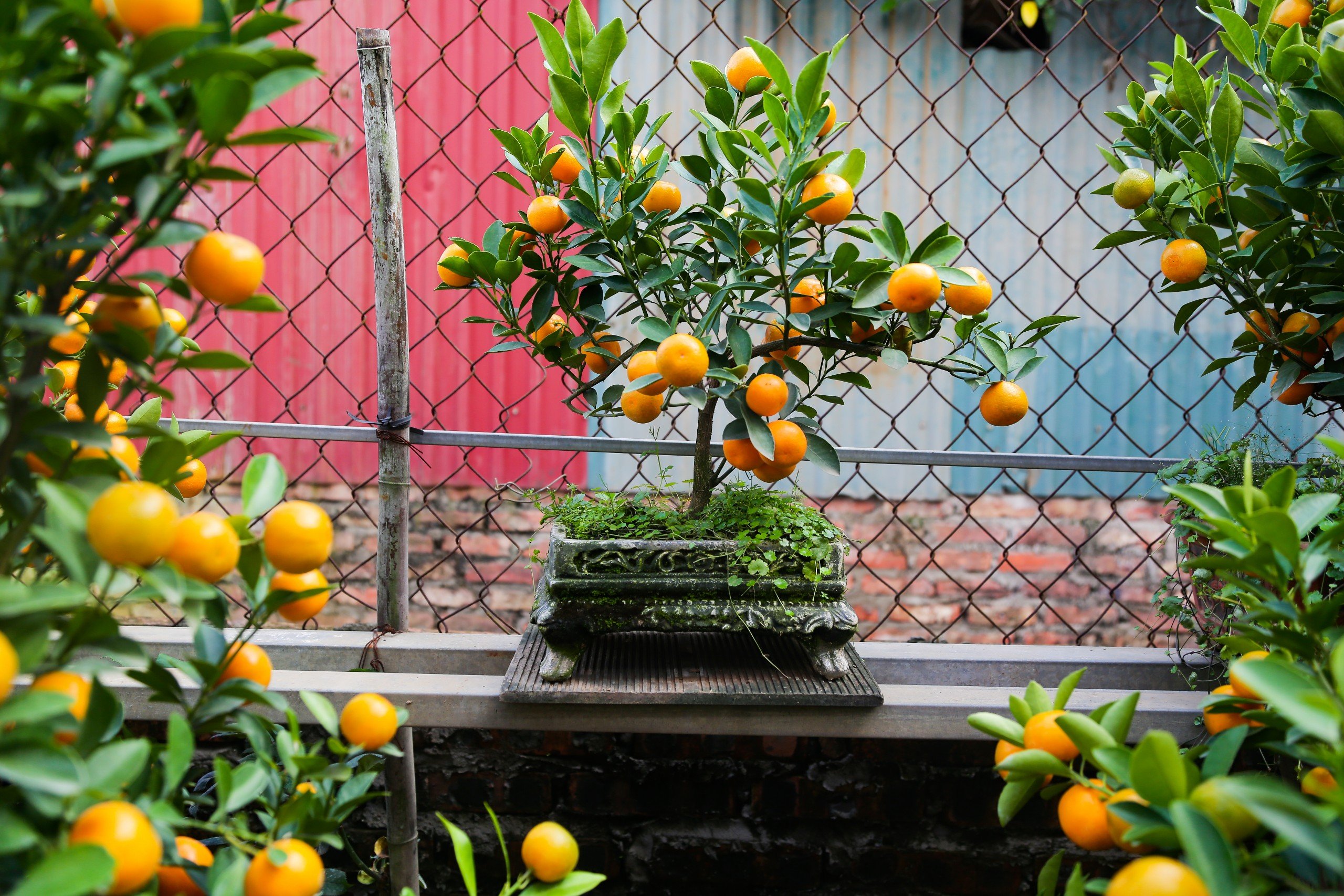 Độc đ&aacute;o quất bonsai cả chục triệu mua chơi Tết Gi&aacute;p Th&igrave;n 2024- Ảnh 4.