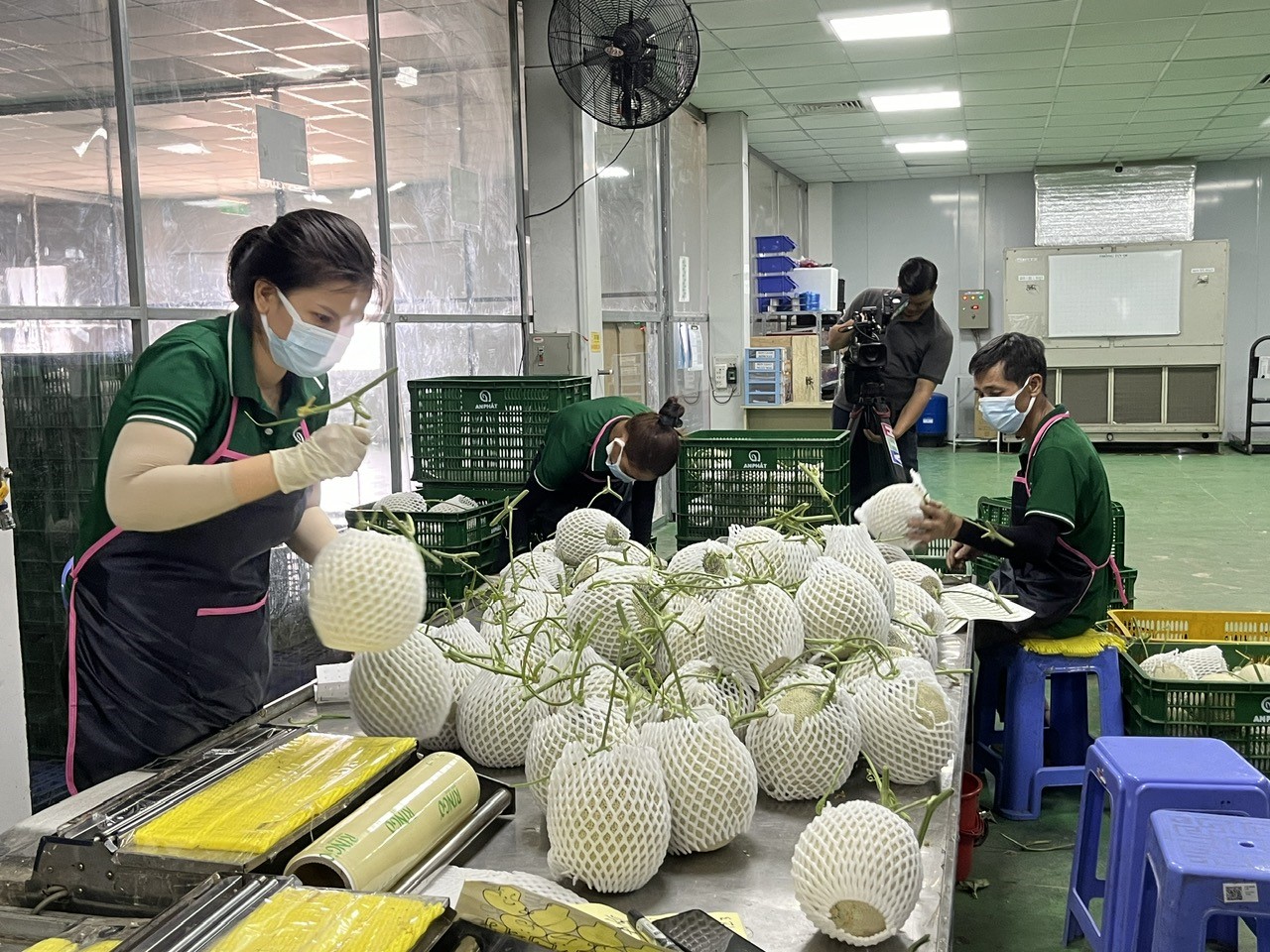 Dưa lưới sạch của Công ty Xanh An Phát đã được thị trường chấp nhận