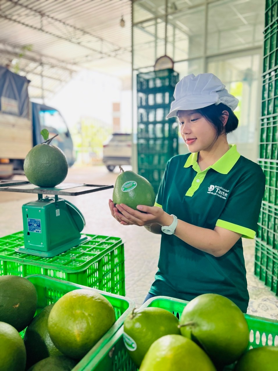 Một HTX ở B&igrave;nh Dương được H&agrave; Lan đặt h&agrave;ng 100 tấn bưởi mỗi th&aacute;ng- Ảnh 1.