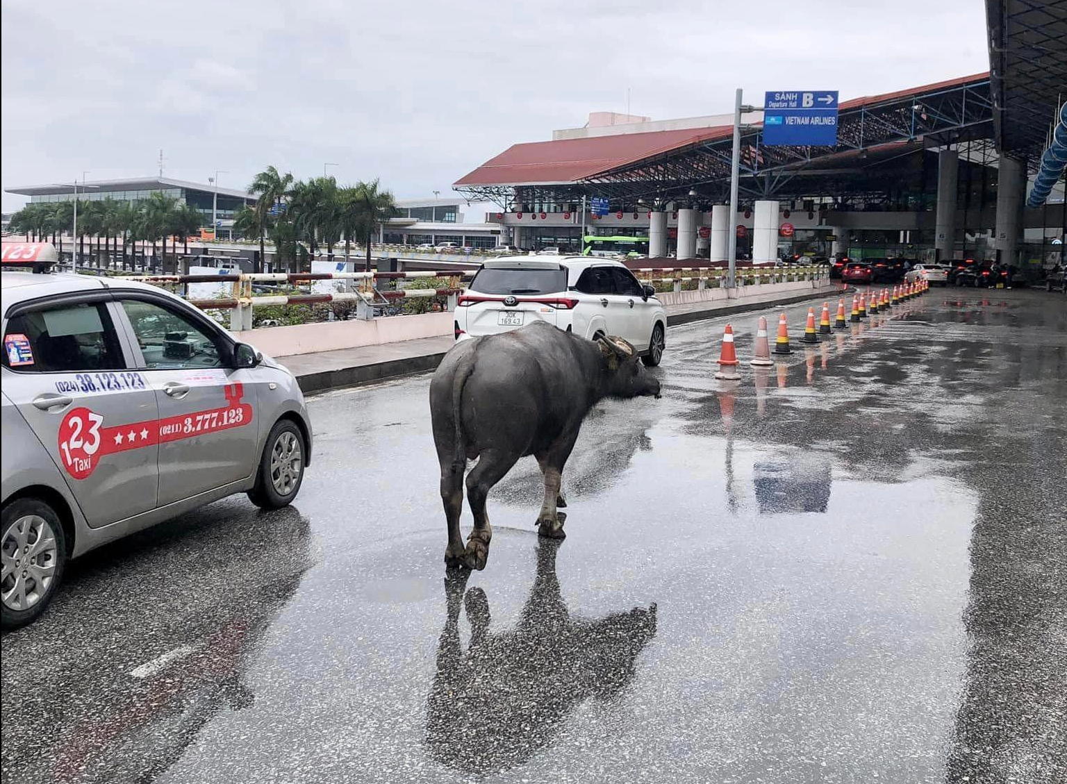 Tr&acirc;u bất ngờ &ldquo;đột nhập&rdquo; s&acirc;n bay Nội B&agrave;i- Ảnh 1.