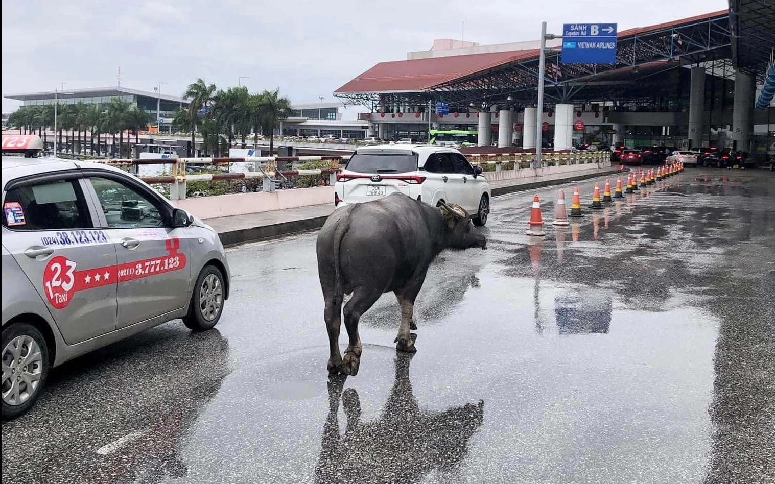 Trâu bất ngờ “đột nhập” sân bay Nội Bài