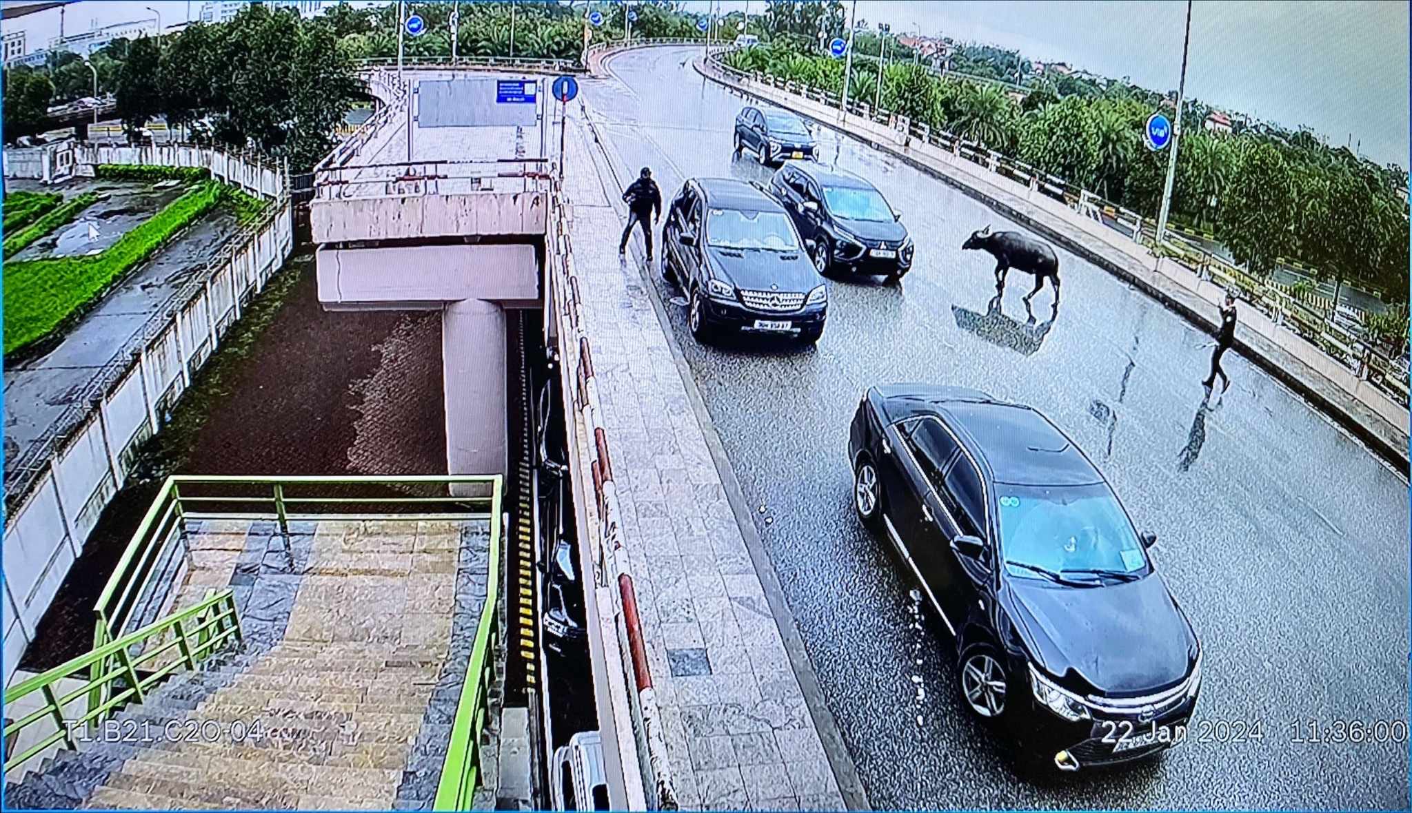 Tr&acirc;u bất ngờ &ldquo;đột nhập&rdquo; s&acirc;n bay Nội B&agrave;i- Ảnh 3.