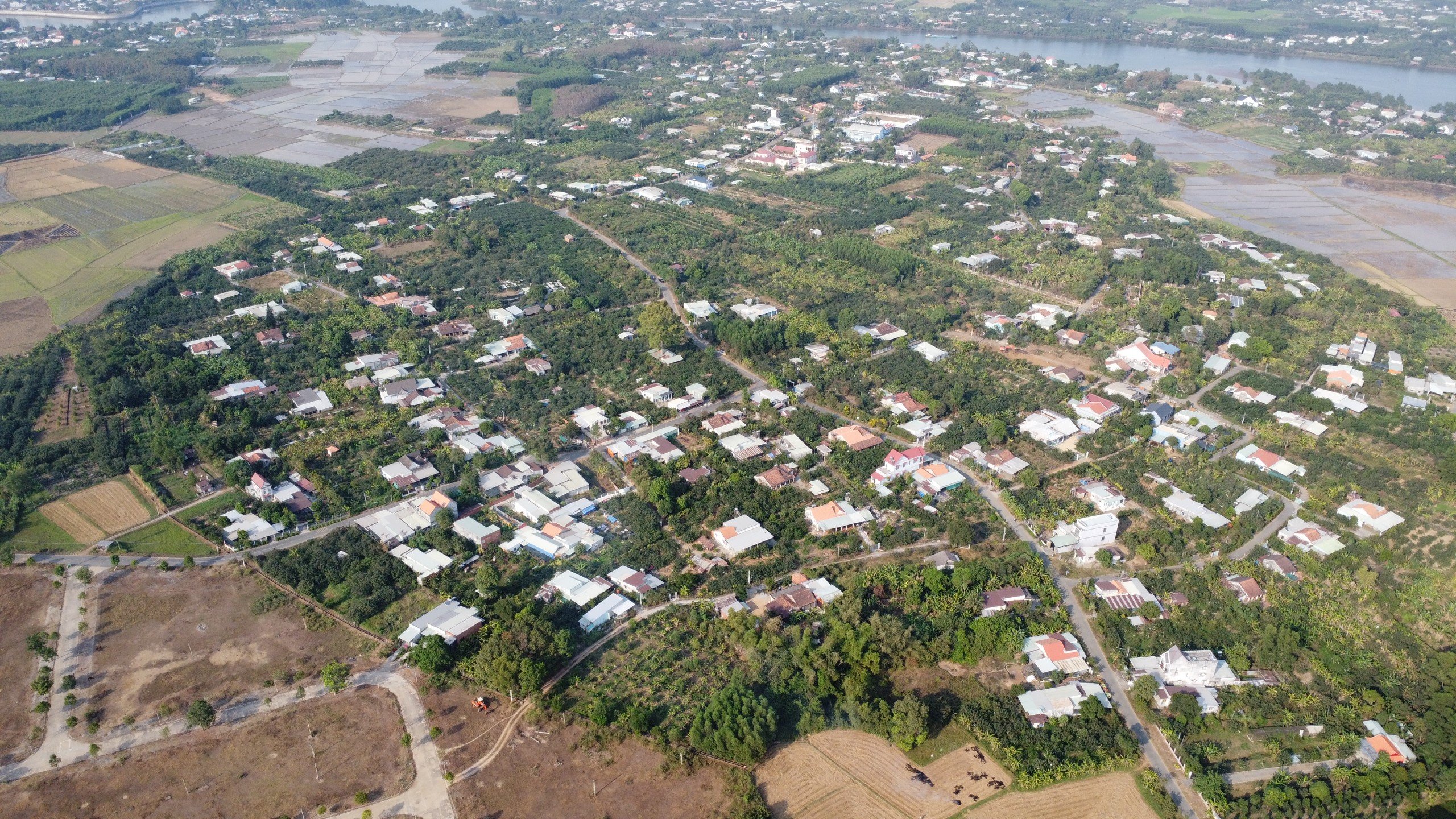 Đặc sản bưởi đường lá cam tại "làng thông minh" đầu tiên của Bình Dương- Ảnh 8.