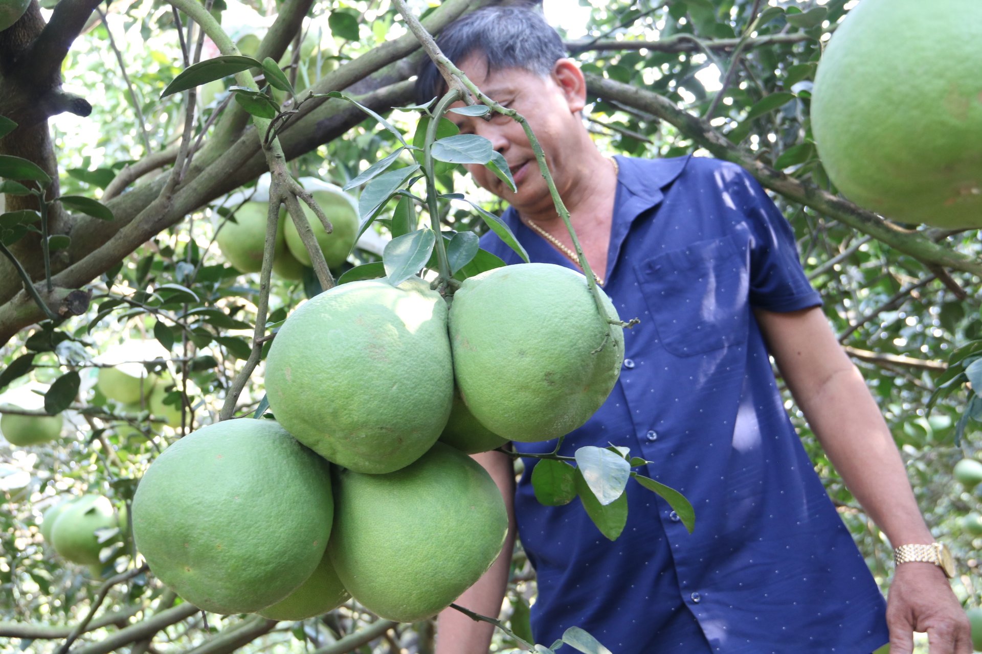 Đặc sản bưởi đường lá cam tại "làng thông minh" đầu tiên của Bình Dương- Ảnh 1.