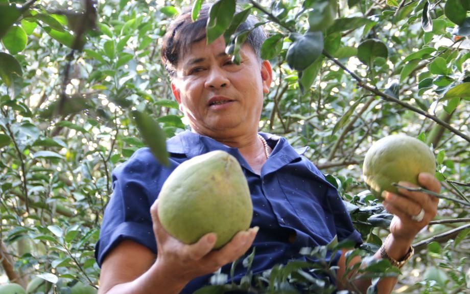Đặc sản bưởi đường lá cam tại "làng thông minh" đầu tiên của Bình Dương