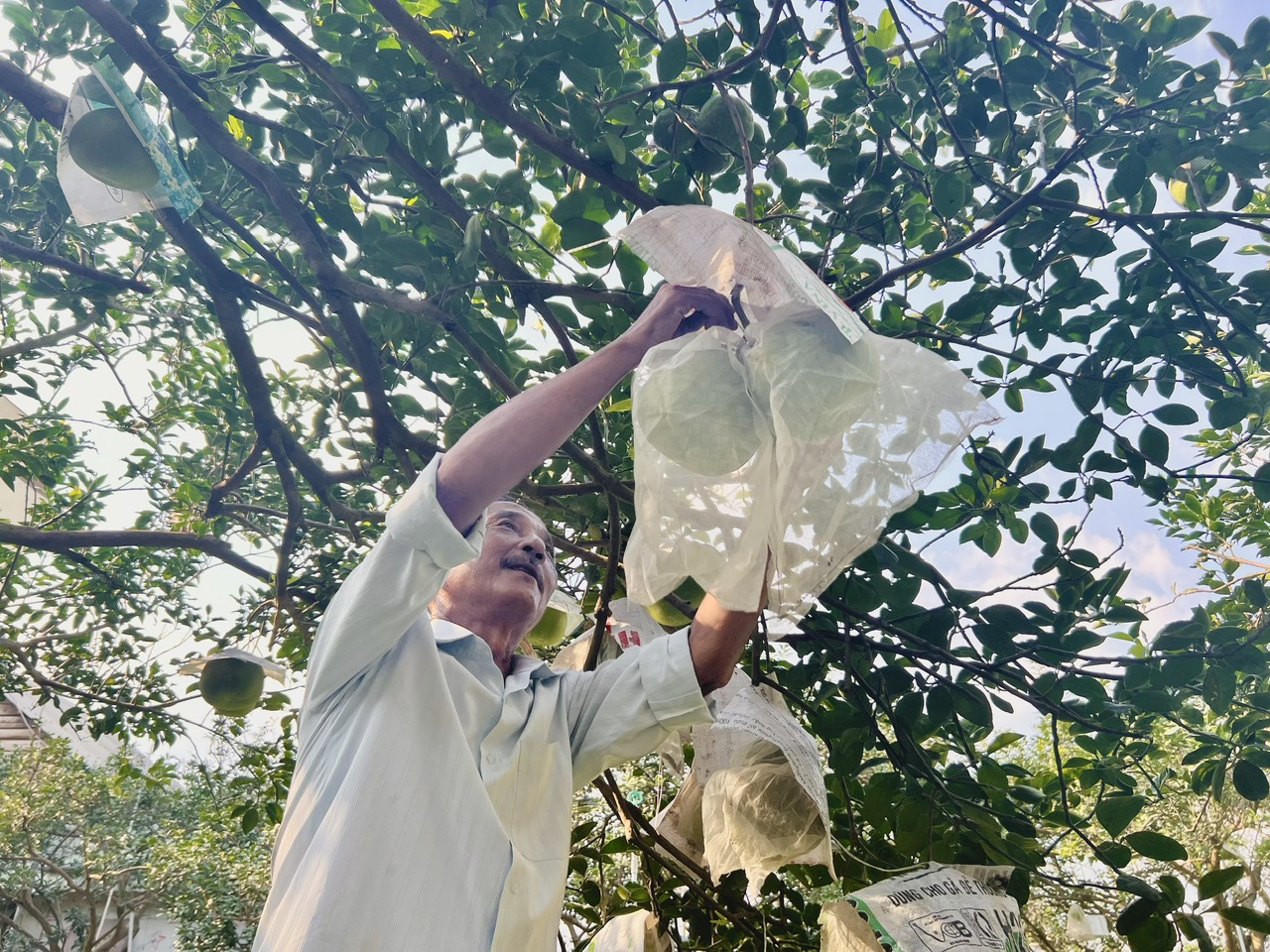 Đặc sản bưởi đường lá cam tại "làng thông minh" đầu tiên của Bình Dương- Ảnh 6.