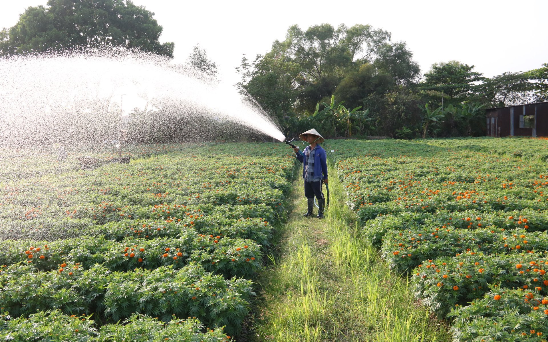 Làng hoa tất bật chờ Tết