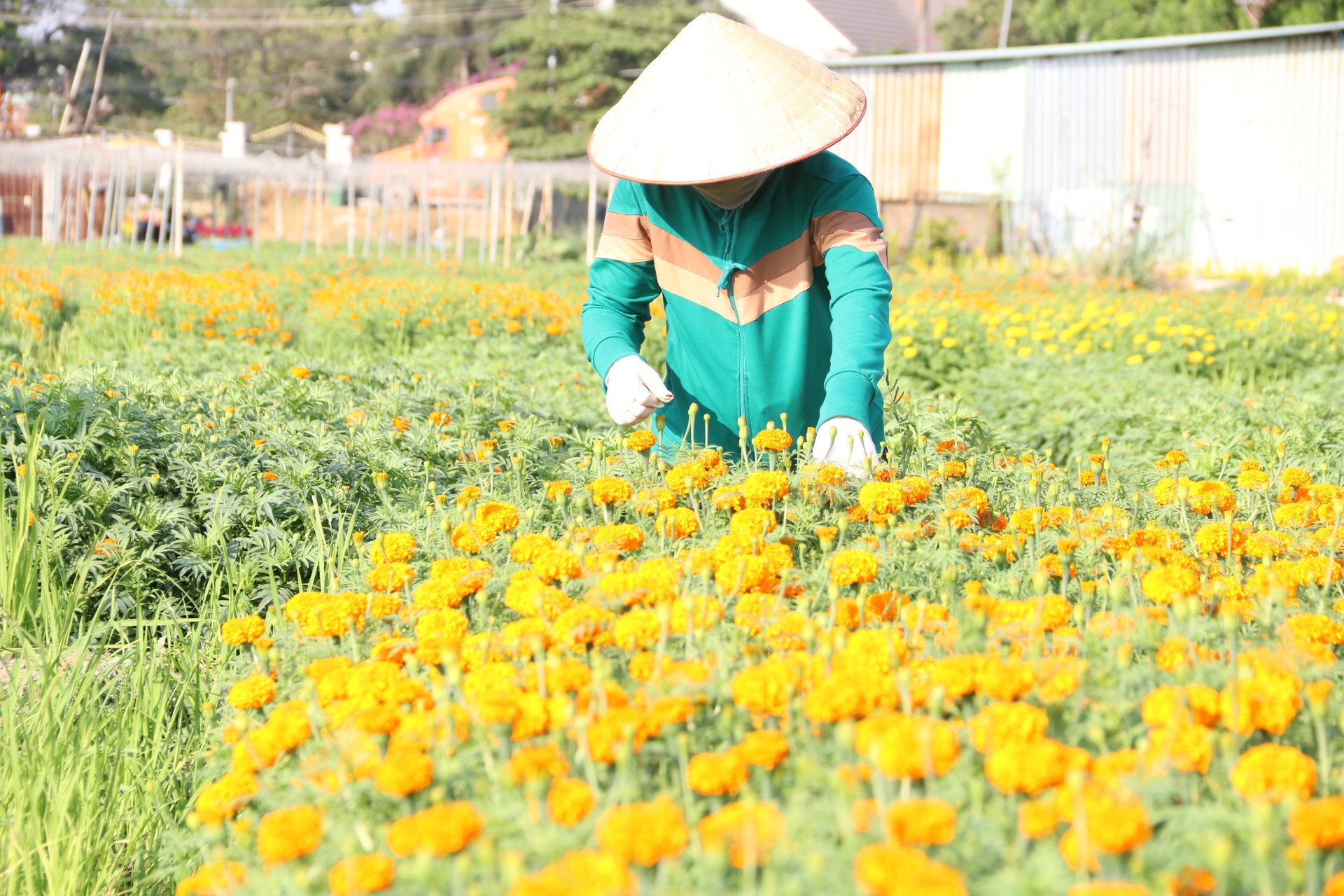 L&agrave;ng hoa ở B&igrave;nh Dương hối hả v&agrave;o vụ Tết- Ảnh 5.