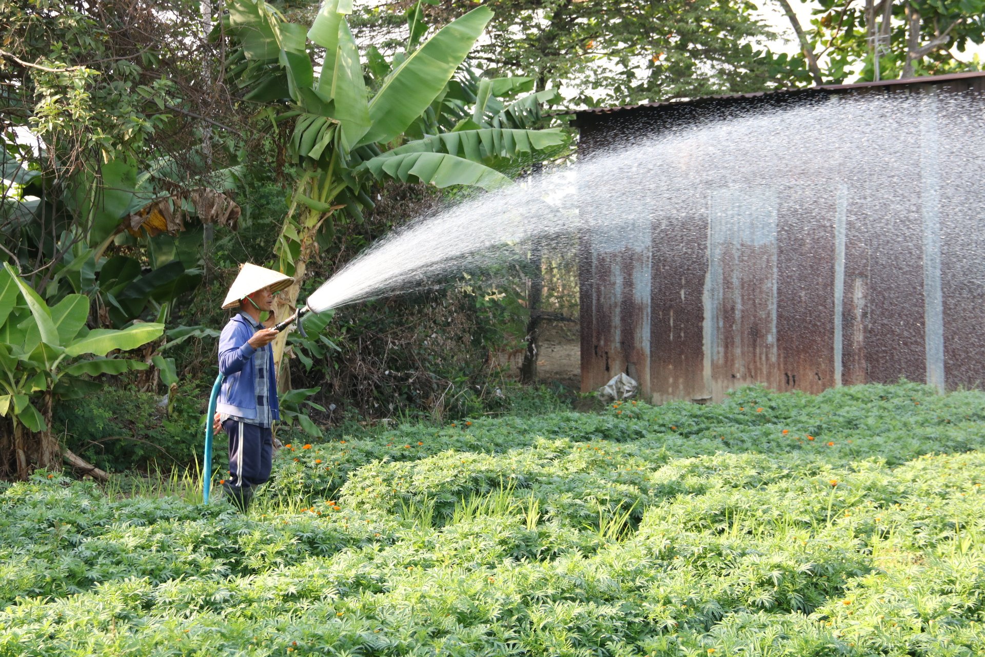 L&agrave;ng hoa ở B&igrave;nh Dương hối hả v&agrave;o vụ Tết- Ảnh 4.