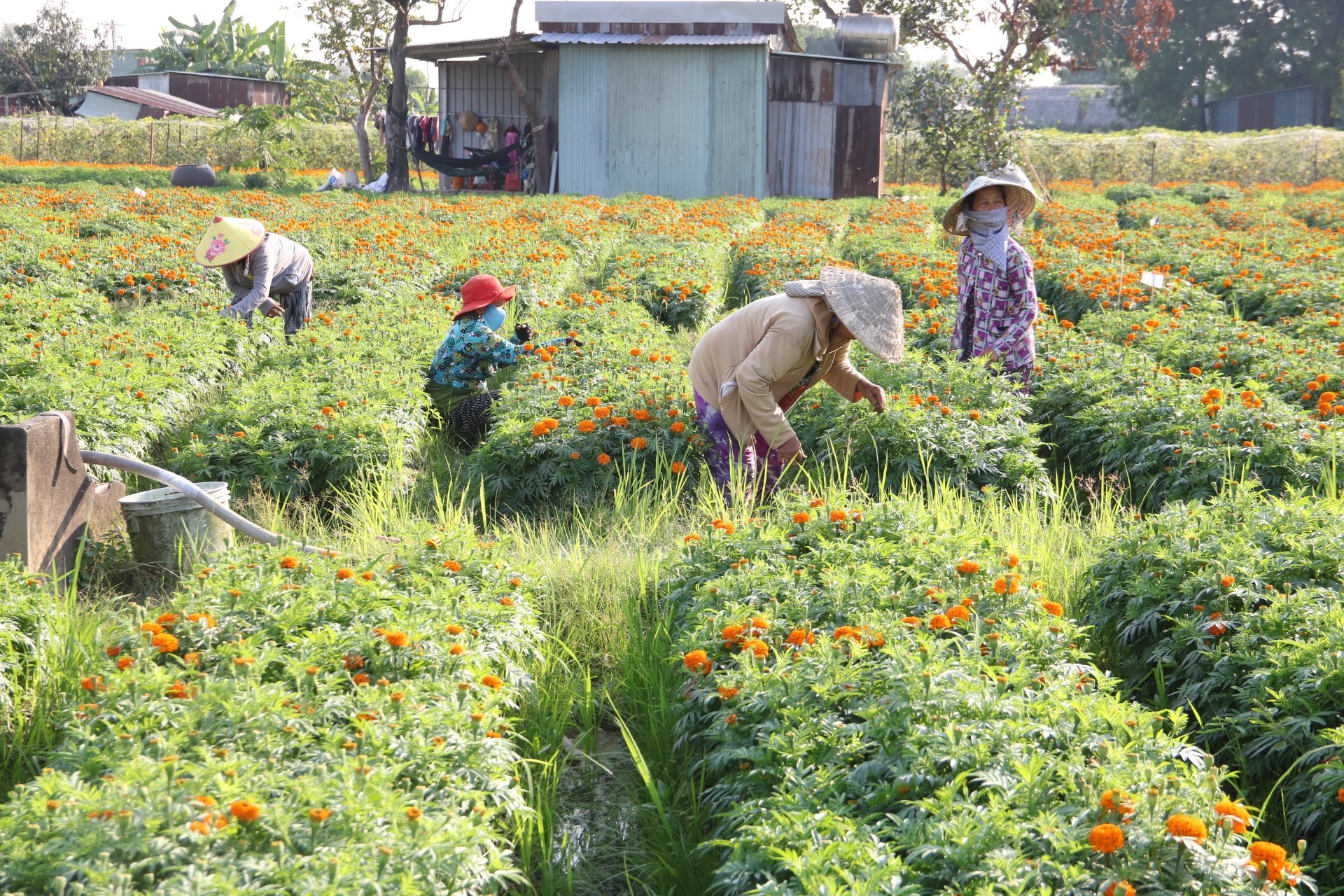 L&agrave;ng hoa ở B&igrave;nh Dương hối hả v&agrave;o vụ Tết- Ảnh 2.