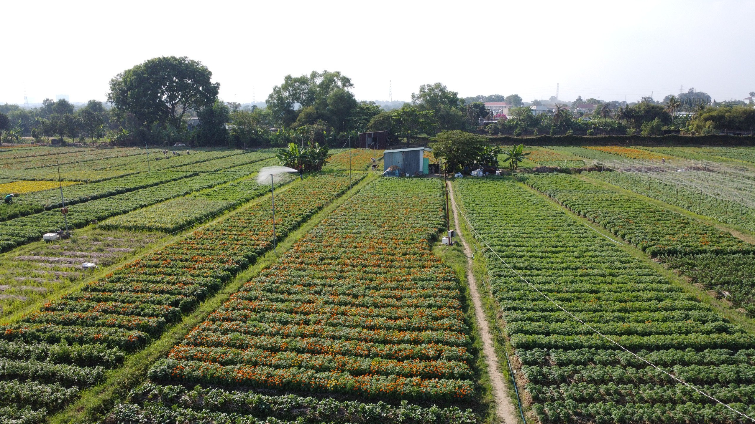L&agrave;ng hoa ở B&igrave;nh Dương hối hả v&agrave;o vụ Tết- Ảnh 3.
