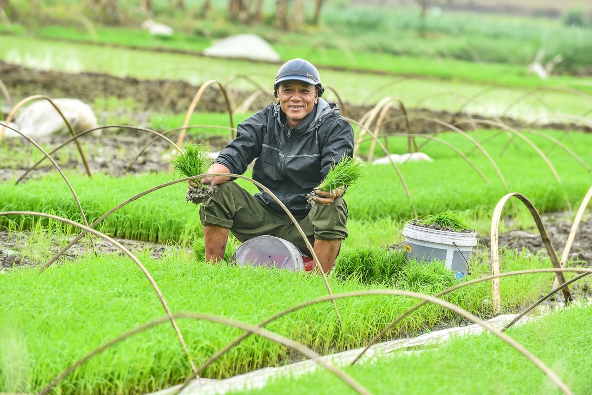 B&igrave;nh y&ecirc;n cảnh n&ocirc;ng d&acirc;n cấy l&uacute;a trong th&agrave;nh cổ tr&ecirc;n 600 năm tuổi- Ảnh 7.
