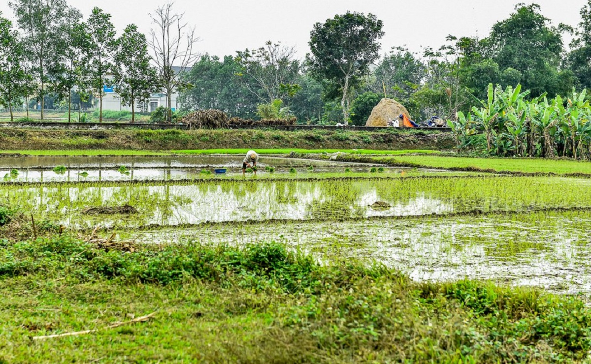 B&igrave;nh y&ecirc;n cảnh n&ocirc;ng d&acirc;n cấy l&uacute;a trong th&agrave;nh cổ tr&ecirc;n 600 năm tuổi- Ảnh 9.