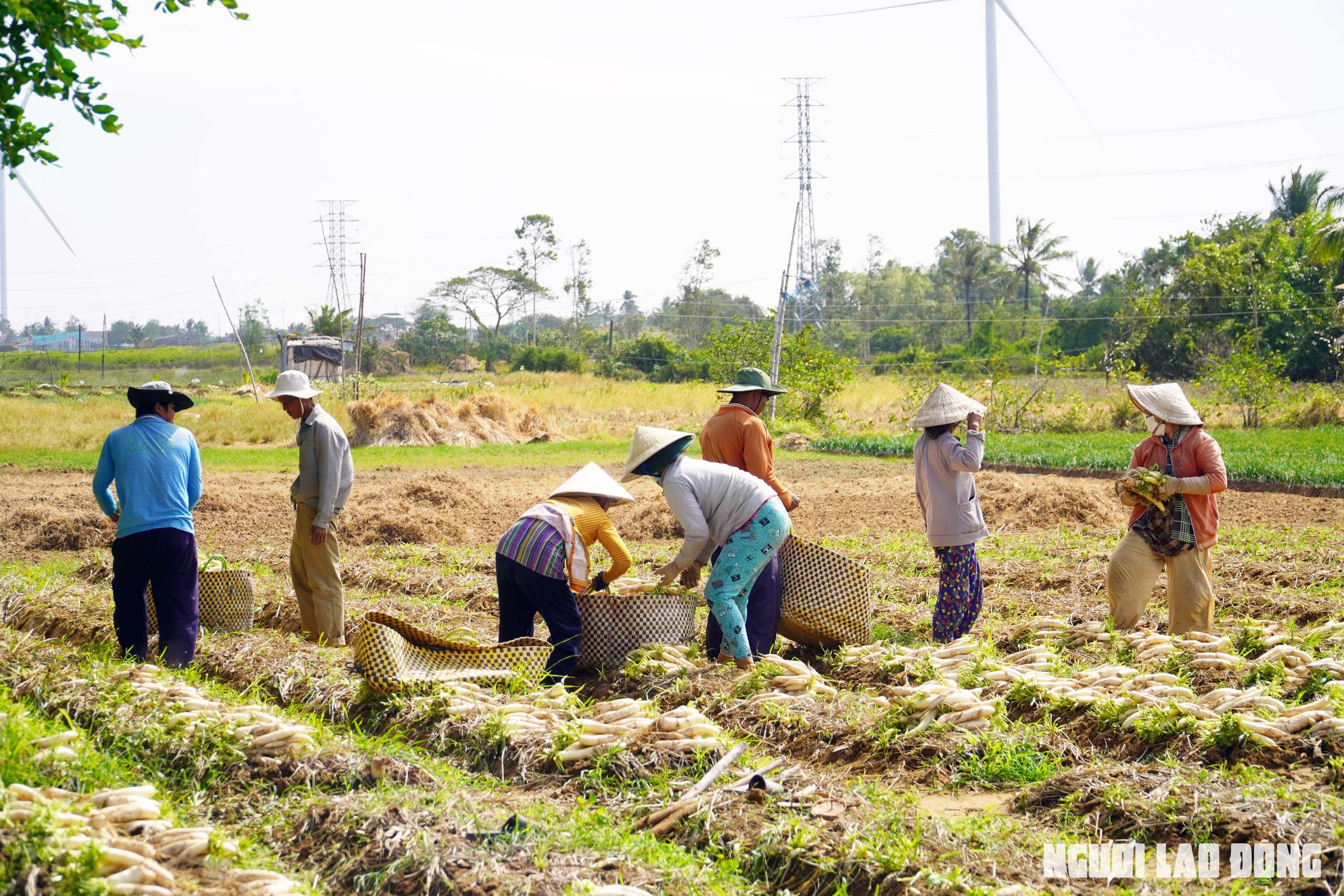 Nông dân Sóc Trăng thu hoạch củ cải dịp Tết - Ảnh 1.