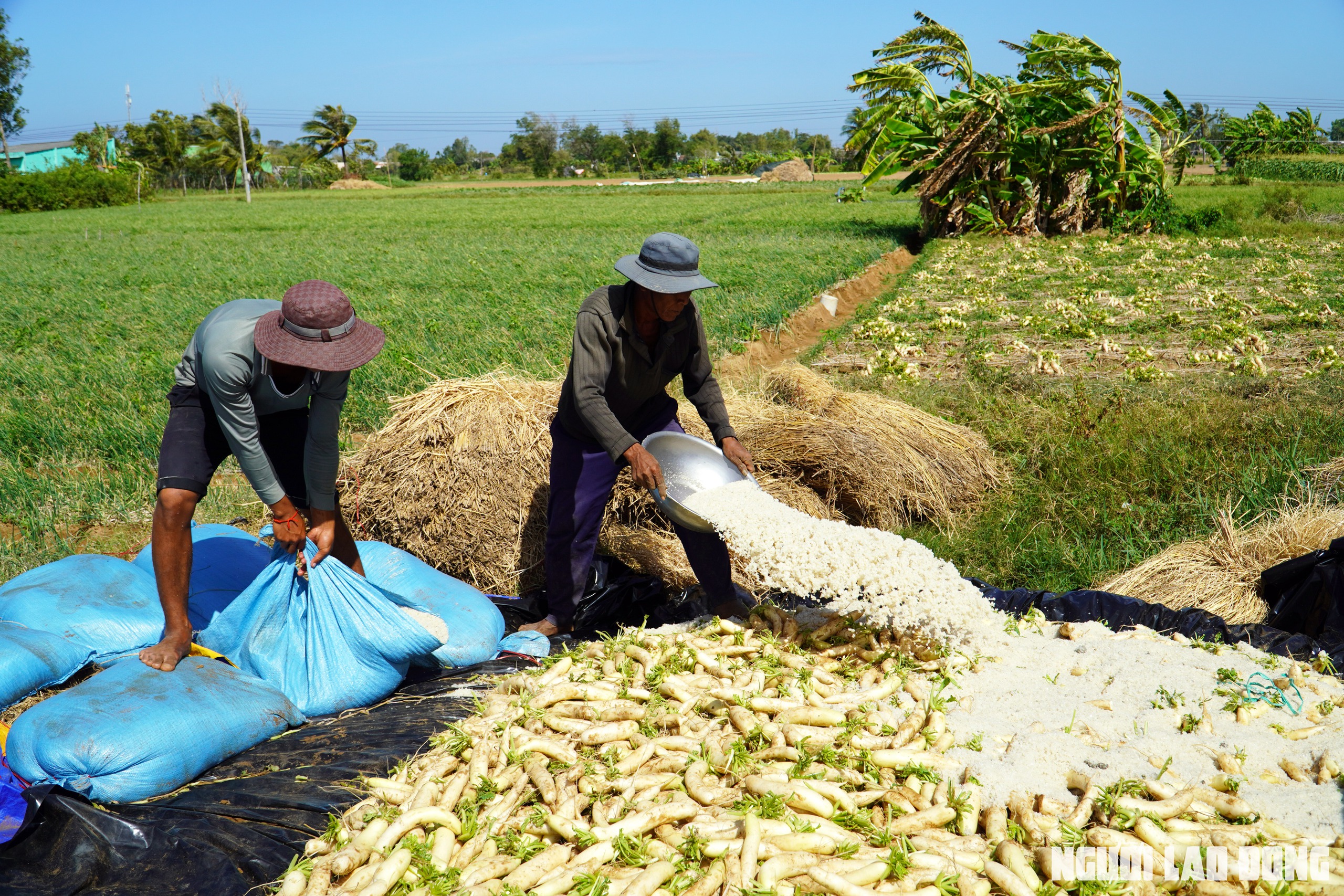 Nông dân Sóc Trăng thu hoạch củ cải dịp Tết - Ảnh 11.